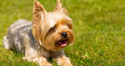 RVC study assesses Yorkie health amid breed decline